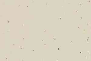 Линолеум Forbo Sphera Energetic 50221 linen фото  | FLOORDEALER